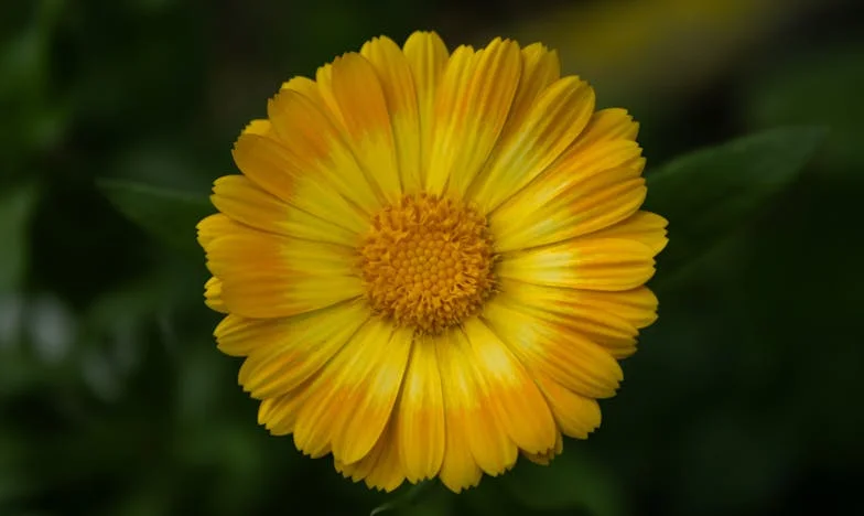 Zdrada, która zmieniła wszystko: Czy można wybaczyć, gdy serce pęka?