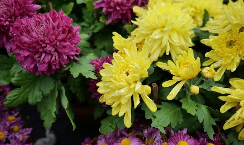 Zdrada, która zmieniła wszystko: Tajemnica matki i skarb ukryty w Puszczy Kampinoskiej