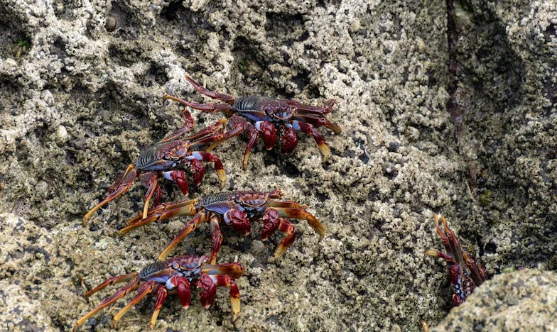 Czterdzieści lat temu znalazłam dziecko na progu. Dziś mój syn jest dorosły, ale tajemnica tamtej nocy wciąż nie daje mi spokoju.