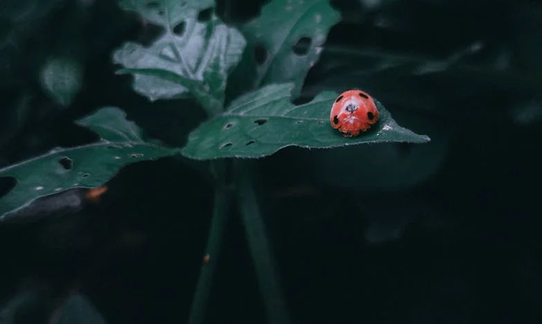 Każdy Grosz Pod Kontrolą: Moja Walka o Wolność w Małżeństwie