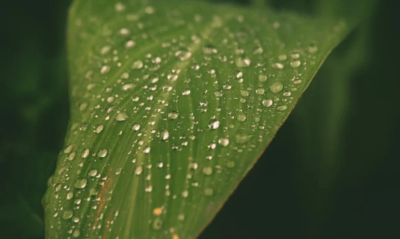 Kiedy teściowa wprowadza się do domu: Walka o przestrzeń i serce