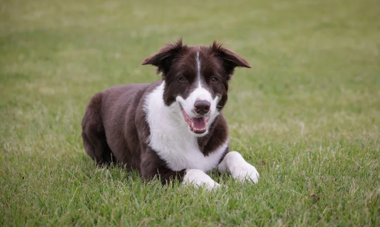 Kwiatowa Sielanka – Historia Weroniki i Jej Ucieczki od Przeszłości