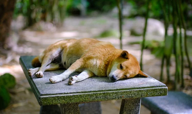 „Nie jestem głodny, tylko smutny” – Moja walka z piętnem biedy w polskiej szkole i siła babcinej miłości