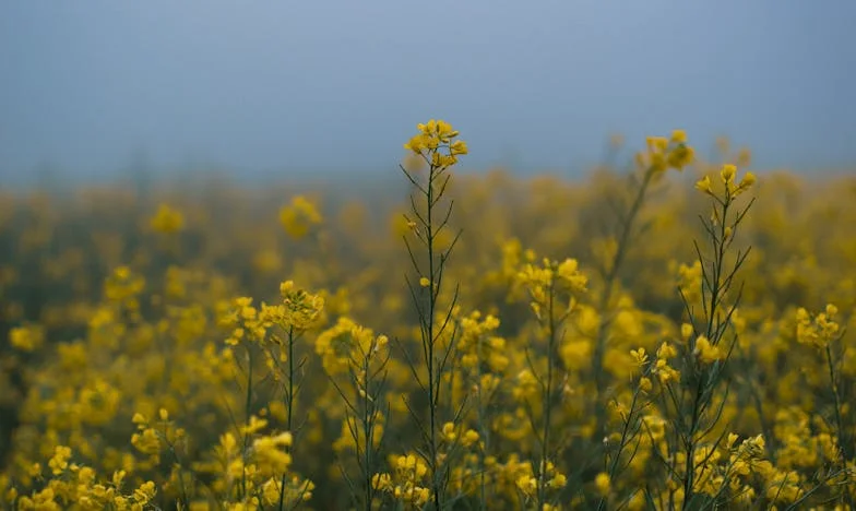 „Wiedziałam o Twoich zdradach przez dekadę, ale udawałam szczęśliwą żonę. Teraz odchodzę po 25 latach małżeństwa” – Moja historia o sile i przebaczeniu