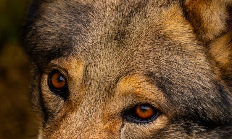 Kiedy teściowa dyktuje Święta: Dlaczego odmówiłam pieczenia karpia