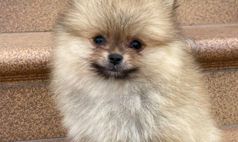 Gdy drzwi zatrzasnęły się za Ivanem, a mój pies zaczął szczekać na ciszę