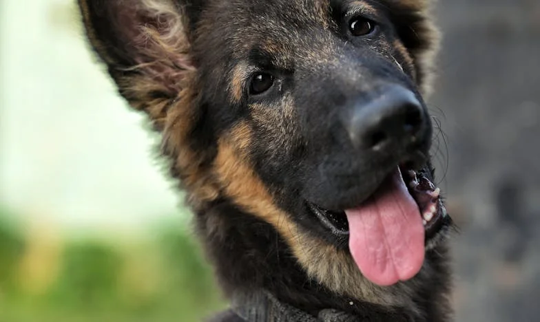 Jedno zdanie mojego męża rozwaliło mi świat. A potem pies, którego nie chciałam, zmusił mnie, żebym w ogóle jeszcze żyła