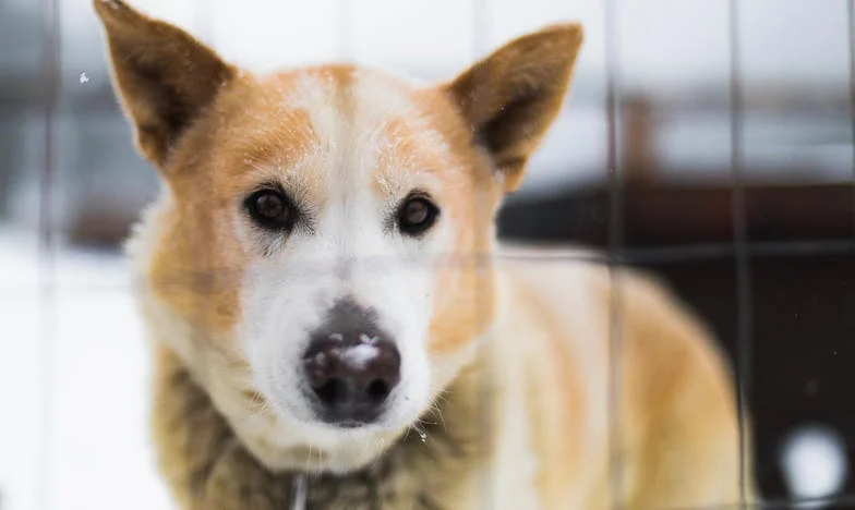 „Już nigdy nie zobaczysz swojego syna!” – Historia polskiej rodziny rozdzielonej przez toksyczną teściową