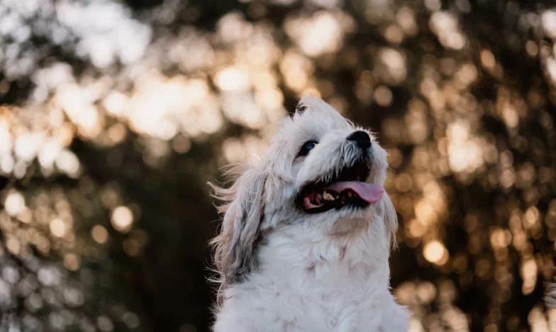 „Kiedy Borys zaplątał się w smycz na środku przejścia, poczułam, jak mój świat znowu się wali — a za nami już krzyczał zirytowany kierowca”