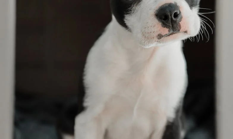 Kiedy Łatka zaszczekała pod moimi drzwiami: Jak kundelka z klatki zmieniła wszystko