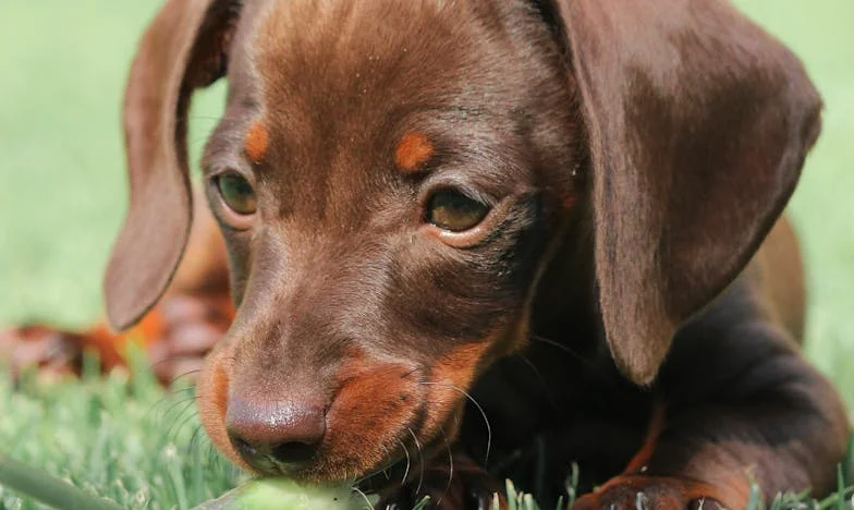 Kiedy Luna ugryzła mnie w rękaw i nie pozwoliła zamknąć drzwi: jak pies zmusił mnie, Mirelę, do ochrony córki przed „tradycją”