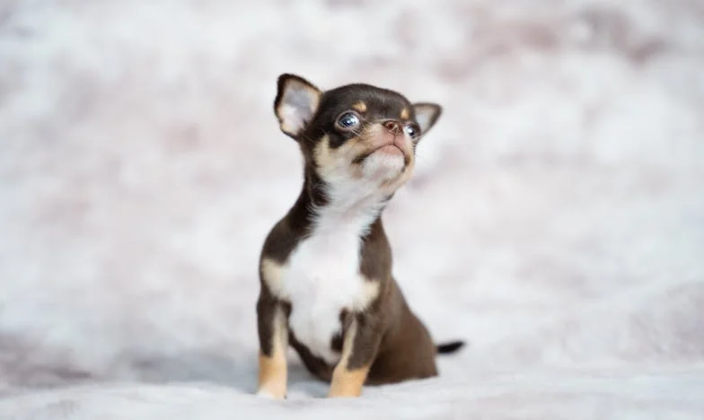 Kiedy mój dom przestał być domem, a jedynym głosem, który mnie szukał, był pies