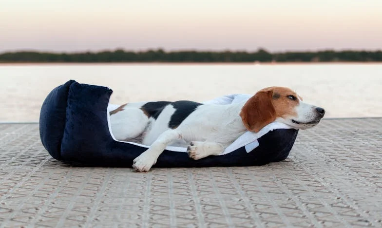 Kiedy mój pies ugryzł mnie w rękaw przy radiowozie — i zmusił, żebym wróciła do rodziny, od której uciekałam