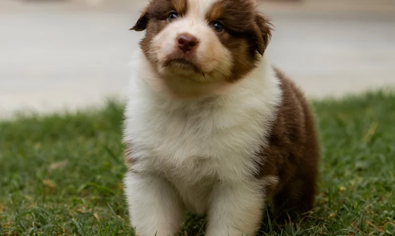 Kiedy w nocy wyważałam drzwi u sąsiadki, a mój pies wył pod blokiem — wtedy zrozumiałam, że nie mam już gdzie wracać
