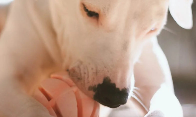 Krew na dywanie i łapy na moim sercu: Jak kundel Bronek ocalił moją samotność po rozwodzie