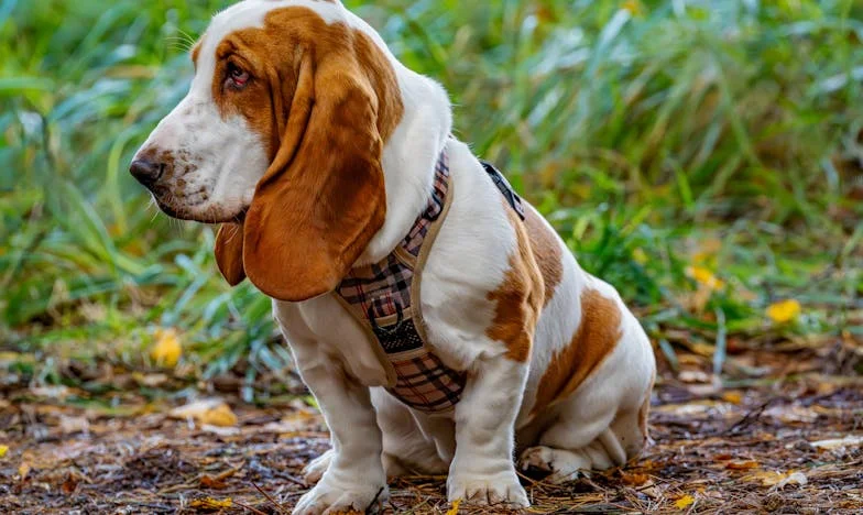 Krew na schodach i łapy na kierownicy: jak pies zmusił mnie do naprawienia tego, czego nie umiałem naprawić z bratem