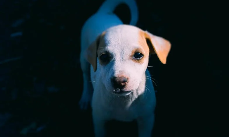 „Mama, podpisz za mnie…” — i wtedy mój pies rzucił się na drzwi, a ja zobaczyłam krew