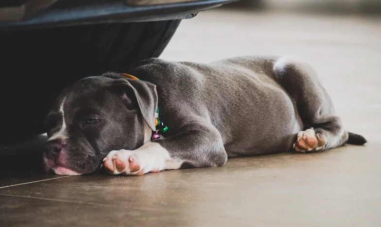„Mamo, sprzedaj dom” – a potem ten pies pociągnął mnie z powrotem do życia