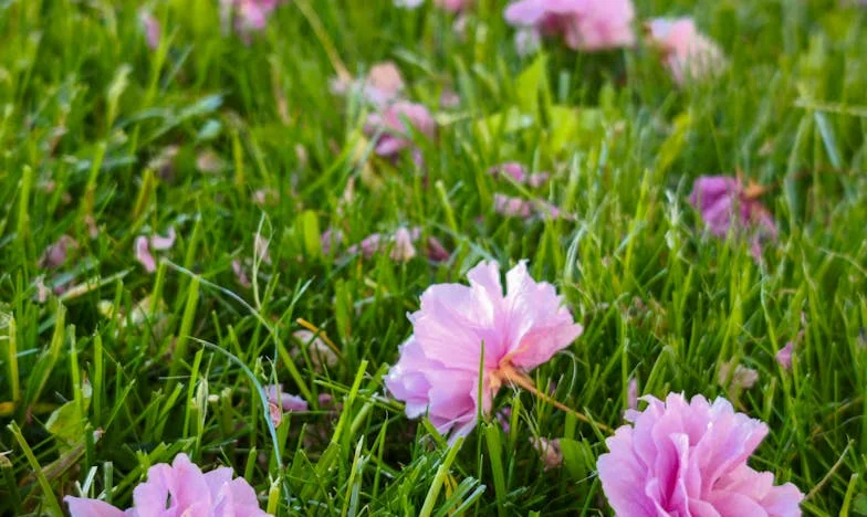 Między domem a poświęceniem: Czy muszę oddać wszystko dla teściowej?