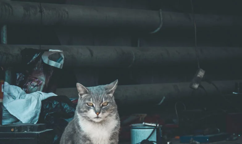 Mój ojciec pobił mnie na weselu siostry przez dom, ale sekret pana młodego zniszczył ich wszystkich