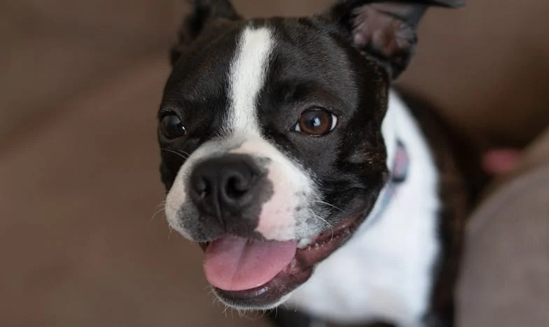 „Nie wsiadaj do mojego auta, jak jesteś w ciąży!” – i wtedy w moim życiu pojawił się pies, który kazał mi żyć dalej