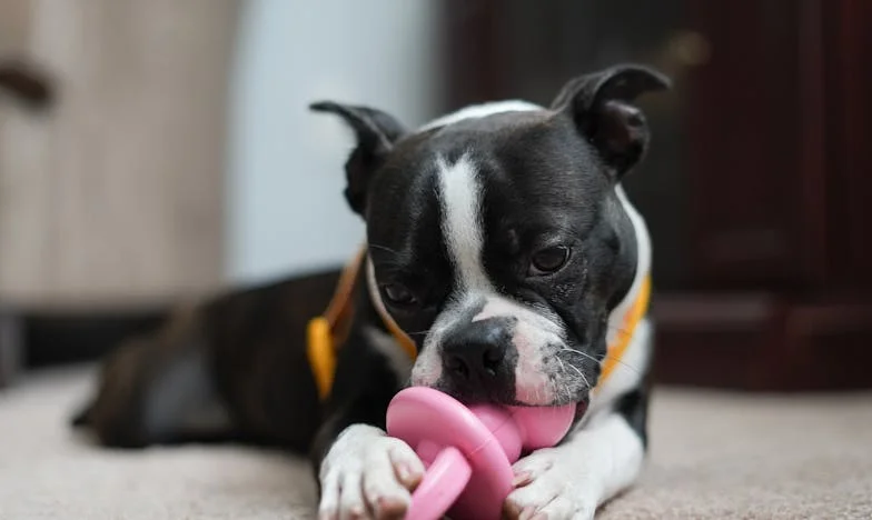 O piątej rano w listopadowym deszczu mój pies zaczął drapać drzwi, a ja zobaczyłam krew na klamce — i zrozumiałam, że ktoś chce mi zabrać dom