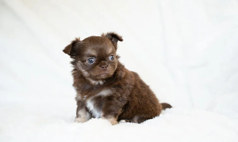 Obsługiwałam wesele brata z krwią na dłoniach od smyczy, a mój pies nie pozwolił mi uciec, kiedy pod blokiem stała policja