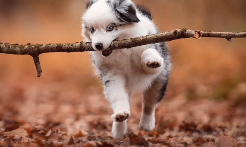 Odziedziczyłam pałac i psa po pani Zofii. Testament rozbił rodzinę, a on jeden uratował mnie przed sobą