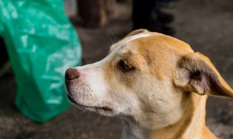 Ostatni sekret studni: jak pies z podlaskiego podwórka wyciągnął mnie z dna