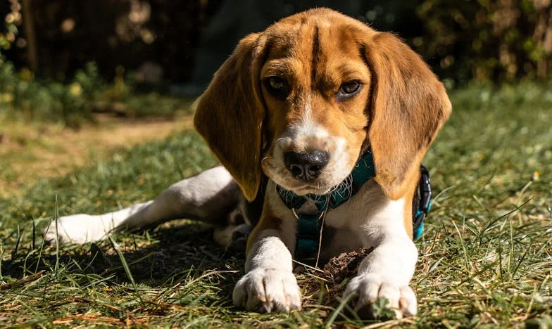Pod blokiem na Pradze mój pies wgryzł się w rękaw policjanta, a ja miałam na dłoni cudzą krew i cudze długi