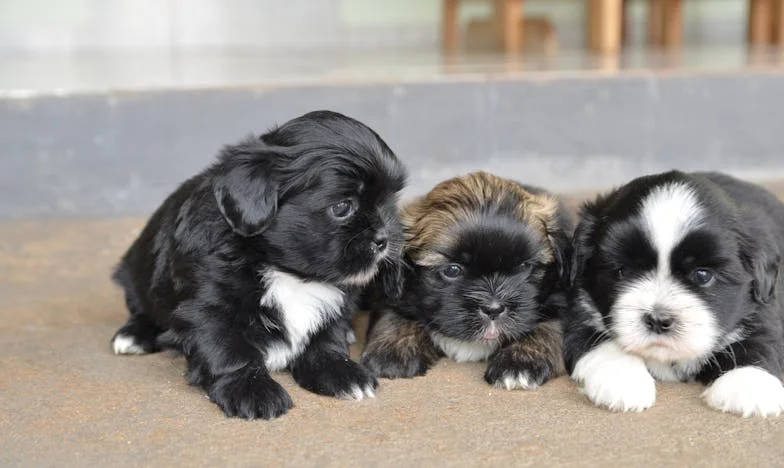 Rodzina już dzieliła mój dom, a ja klęczałem na klatce z psem na rękach i krwią na palcach