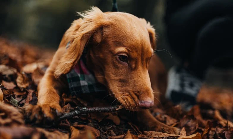 Zimny poranek, krew na śniegu: Jak kundelka Lusia zmieniła moje życie po rozwodzie