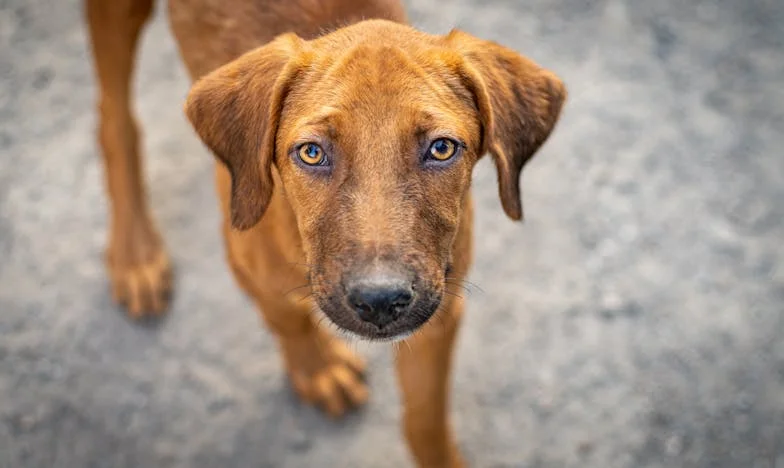 Złapałem psa za kark w śniegu, a potem policja zapukała do moich drzwi