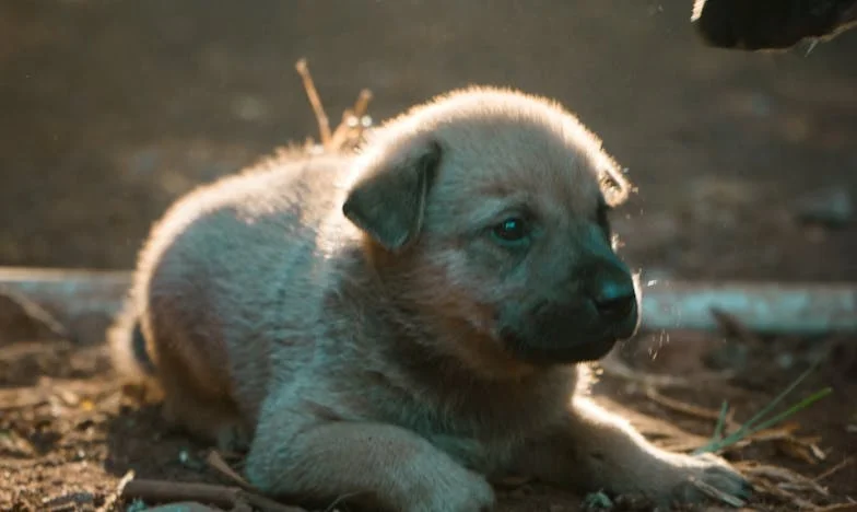 Burek, smycz i krew na klatce: jak pies wywrócił moje życie po rozwodzie