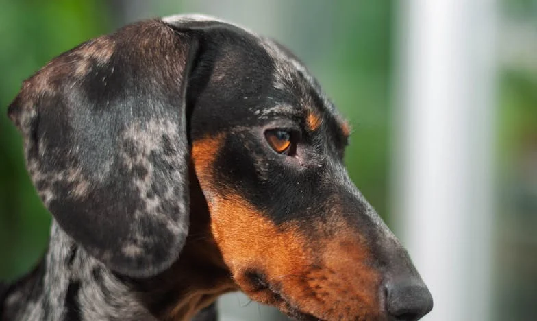 „Dziewczyny, ślubu nie będzie” — tydzień po tym, jak uciekłam od narzeczonego, i pies, który popchnął mnie do decyzji