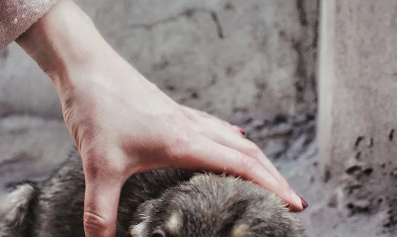 Kiedy mieszkanie w bloku stało się obce: jak pies popchnął mnie do decyzji, których nie da się cofnąć