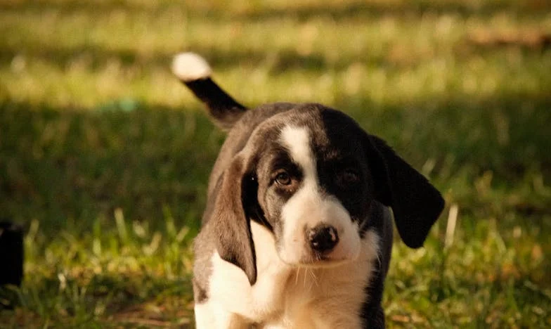 Kiedy moja Ela krzyczała o pieniądze, a ja trzymałam zakrwawioną smycz — i jeszcze nie wiedziałam, że to pies uratuje nam obie