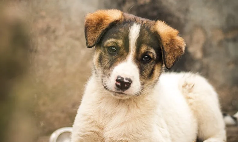 Kiedy policja zapukała, a pies wcisnął mi łapę w dłoń — tak zaczęła się moja droga przez wypalenie