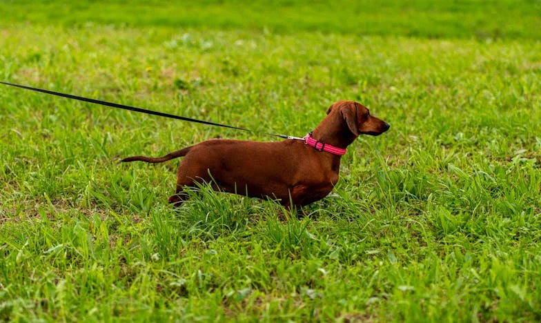 „Kiedy w błocie znalazłam psa teściowej, zrozumiałam, że w tej rodzinie nie chodzi tylko o słoiki”
