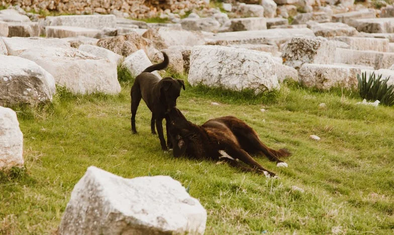 Klucze, których nie powinnam była znaleźć: jak pies zmusił mnie, żebym odzyskała dom we własnym mieszkaniu