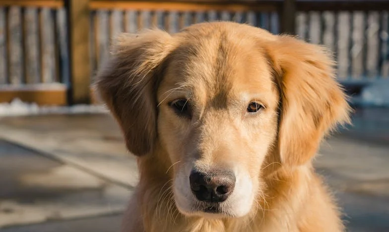 Krew na klatce i obroża w mojej dłoni — a ja wciąż nie wiedziałam, czy powiedzieć prawdę