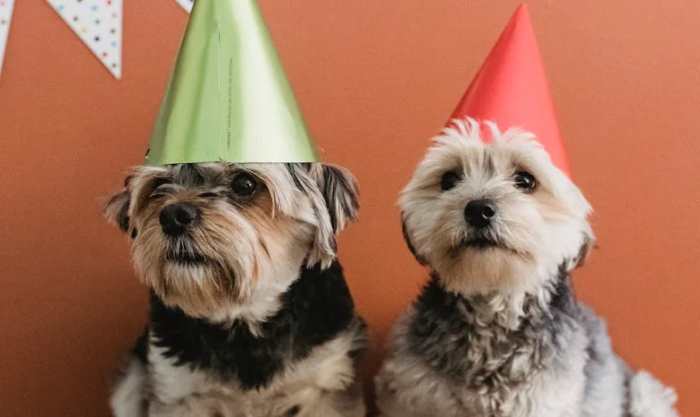 Krew na klatce schodowej i obcy pies, który zmusił mnie do wyboru