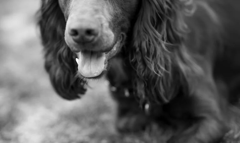 Krew na schodach i mokry pysk: jak pies zmusił mnie, żebym przestała udawać, że daję radę