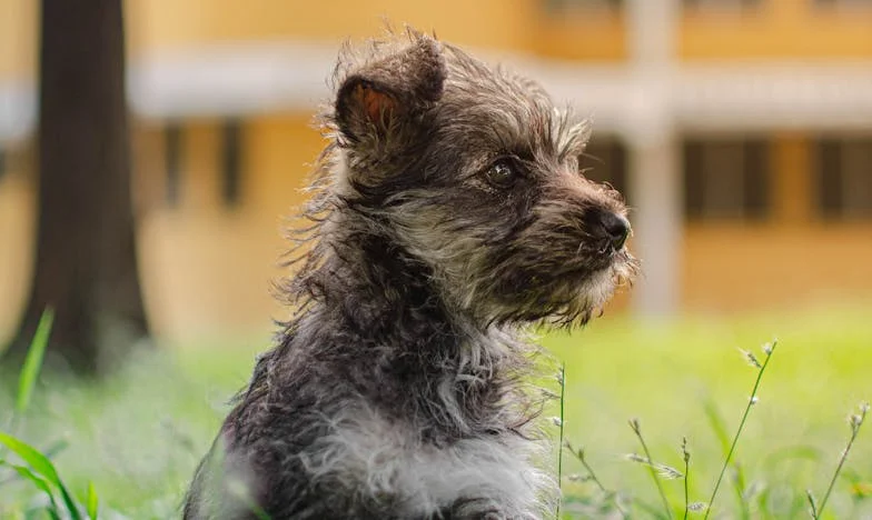 Krew na śniegu i oddech, który nie pozwolił mi zniknąć