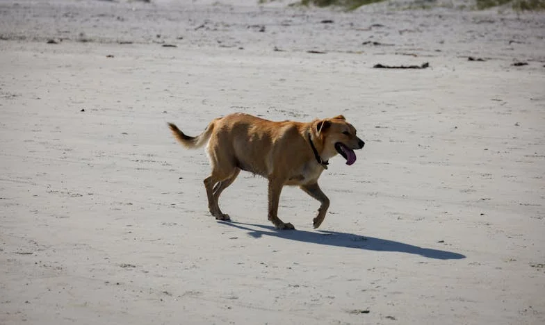 Kulinarny koszmar i pies, który kazał mi wybrać siebie