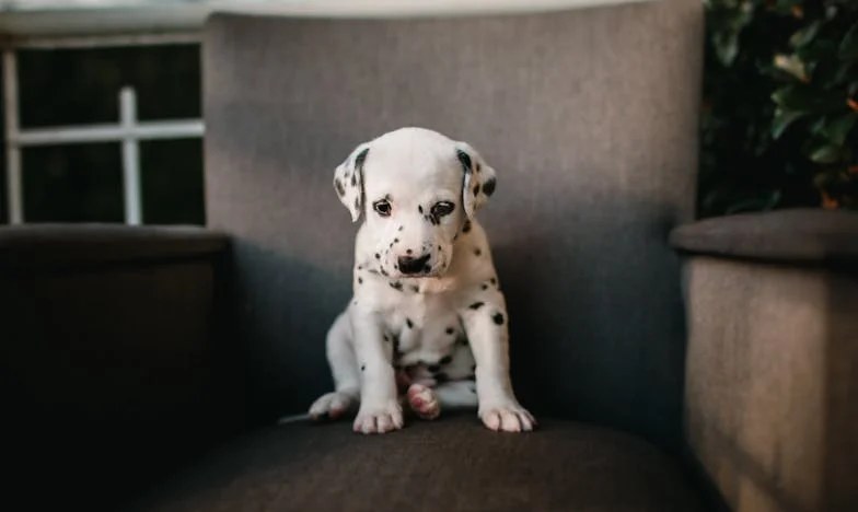 „Mamo, to nie jest twoja wina” — pies, który popchnął mnie do prawdy o niepłodności mojego męża