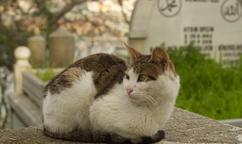 Nie zaprosiłam macochy na ślub – historia o rodzinie, która rozpadła się i próbuje się odbudować