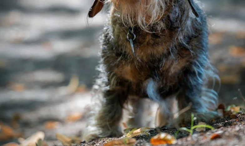Tej, krew i obcy pies pod moimi drzwiami – noc, która zmusiła mnie do życia od nowa