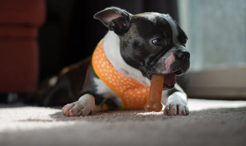 Telefon ze szkolki i obce pazury: jak pies wyciągnął na wierzch prawdę o krzywdzie mojego syna