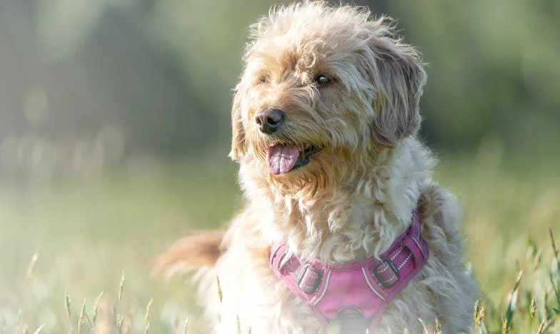 Teściowa chciała mojego mieszkania „za zamianę”, a mój pies pierwszy wyczuł, że coś tu śmierdzi